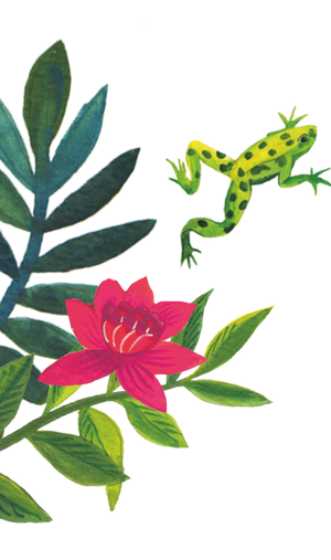 96°  Flower and Frog Illustration