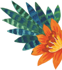 96° orange flower illustration