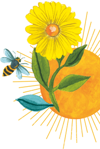 96°  chamomile flower illustration