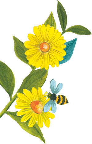 96°  chamomile flower illustration