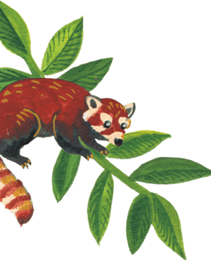 96°  red panda illustration