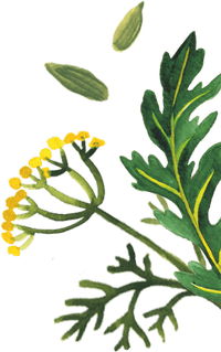 96°  fennel leaves illustration