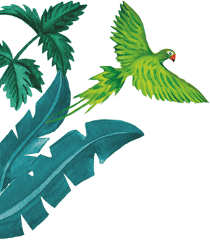 96°  parrot illustration