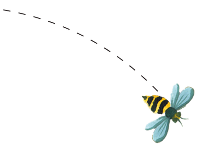 Bee_illustration