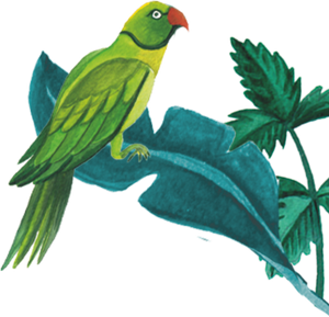 96°  Green Parrot lllustration