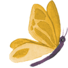 butterfly_illustration