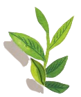 Tea_leaves_illustration